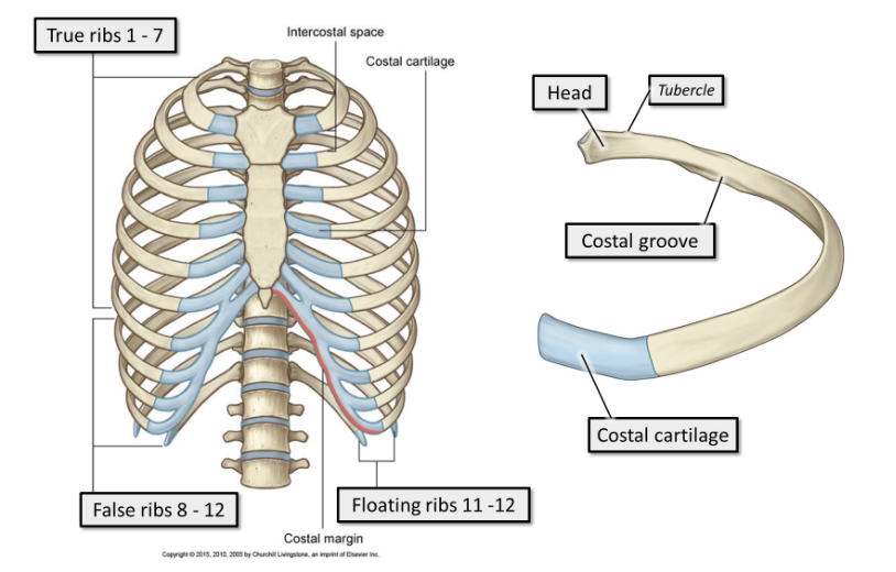 <p><span><strong><span>false ribs.</span></strong><span> </span></span></p><ul><li><p><span><span>False ribs articulate&nbsp;</span></span><strong>indirectly with the sternum&nbsp;</strong><span><span>anteriorly, via long, shared costal cartilages, or do not articulate with the sternum at all.&nbsp;</span></span></p></li></ul><p></p>