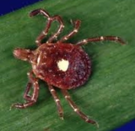 <p>what is it (scientific name)</p>
