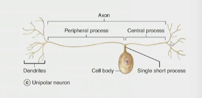<p>• Have a single process.</p><p>• During development, axon and dendrite fuse into one fiber.</p><p>• The entire process is anatomically referred to as the axon.</p><p>• The segment carrying signals to the cell body is the <strong>physiologic dendrite</strong> or <strong>peripheral process</strong> (longer part).</p><p>• The segment carrying signals away is the <strong>central process (similar to axon)</strong>.</p>