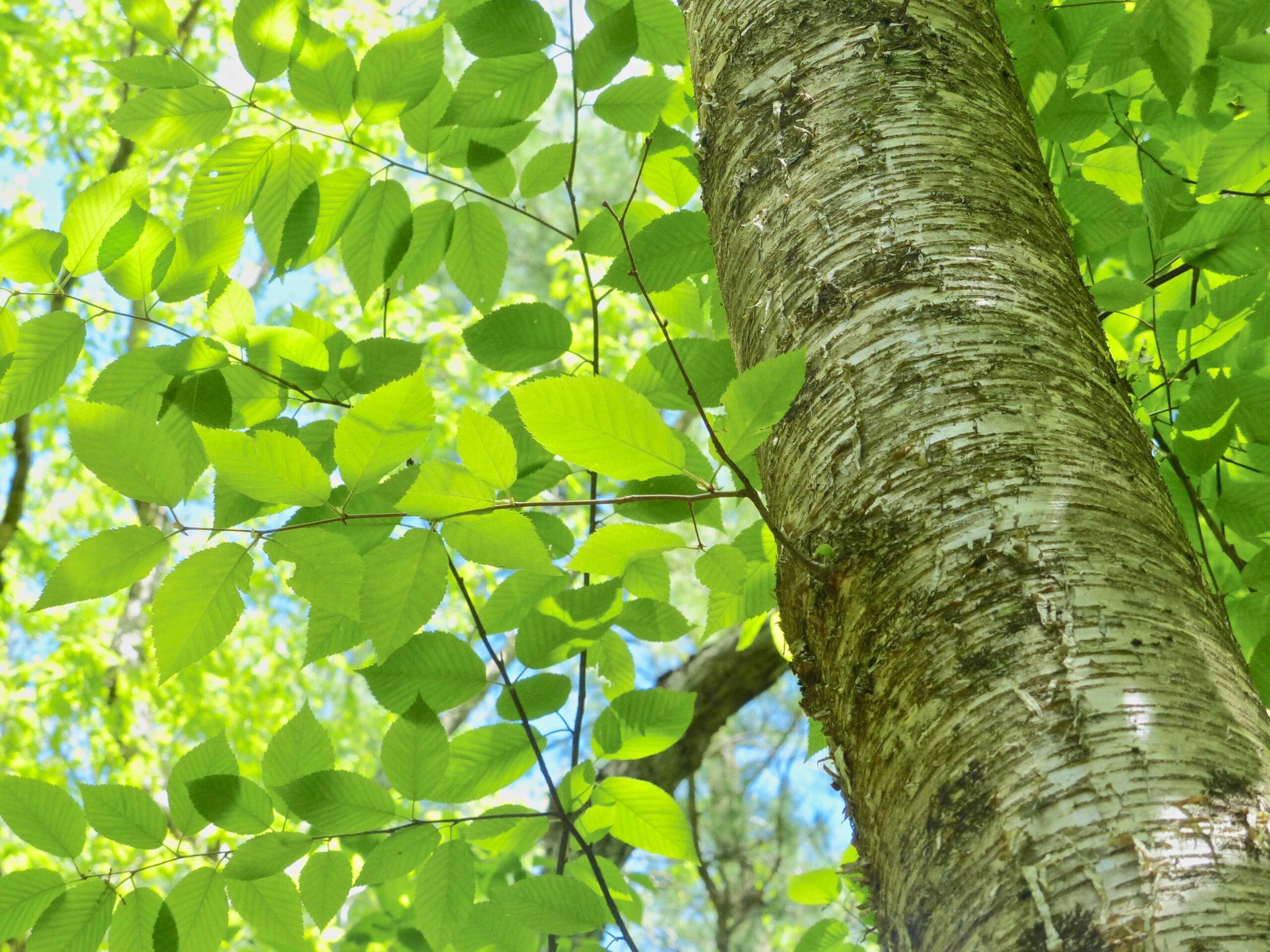 <p>Betula alleghaniensis</p>