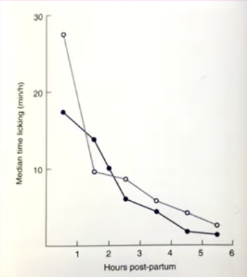 <p>what is the relationship between time spent licking calf and hours postpartum</p>