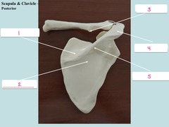 <p>3</p>