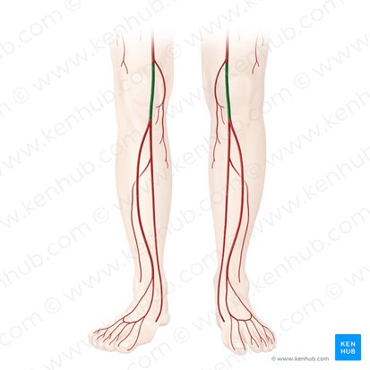 <p>Popliteal artery’s subdivisions:</p>