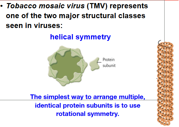 <p>the simplest way to arrange multiple, identical protein subunits is to use rotational symmetry. <span style="background-color: transparent;">The SAME protein is used over and over for their structure. For example, tobacco mosaic virus (TMV) uses one protein over and over for their structure.</span></p>