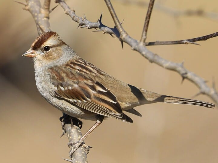 <p>white-crowned sparrow</p><p>adults w/ black + white striped crown <br>juveniles w/ tan + brown striped crowned <br>peaked head <br>heavy bodied sparrow</p>