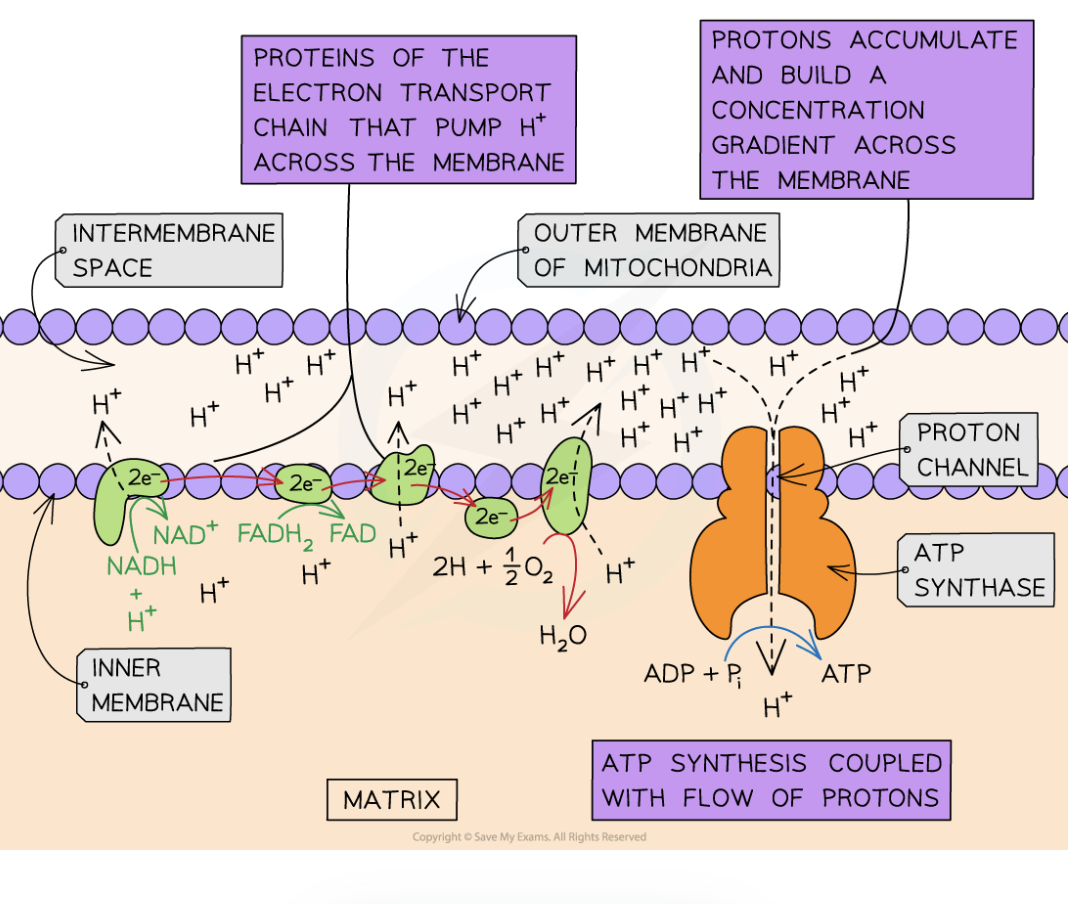 <ol><li><p>As electrons pass through the chain, they lose energy </p></li><li><p><span style="background-color: transparent;">This energy is used to provide the carriers with energy to pump protons (H+) into the intermembrane space from the matrix </span></p></li><li><p><span style="background-color: transparent;">A concentration gradient of protons builds up</span></p></li></ol><p></p>