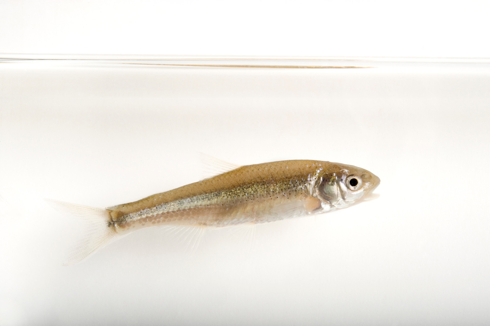 <p>Notice the rounder head, but with terminal mouth. </p>