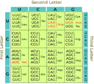 <p><span style="line-height: 16.866667px;">Which of the following would be the MOST damaging mutation to a gene?</span></p>