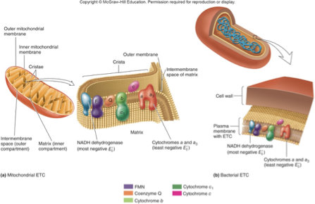 <p>mitochondria or chloroplast in eukaryotes and cell membrane of prokaryotes</p>