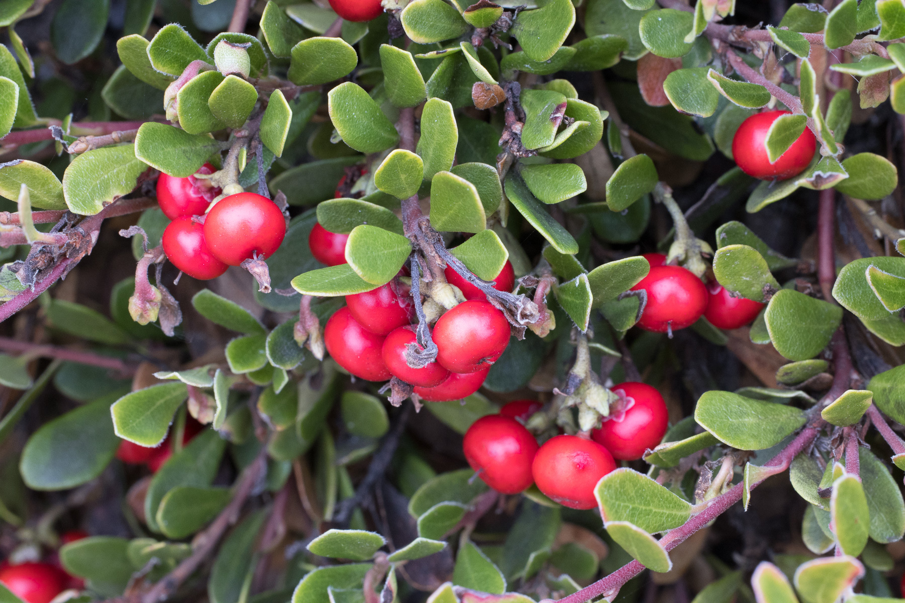<p>small, thick, leathery dark green leaves, bright red fleshy berries in late summer </p>