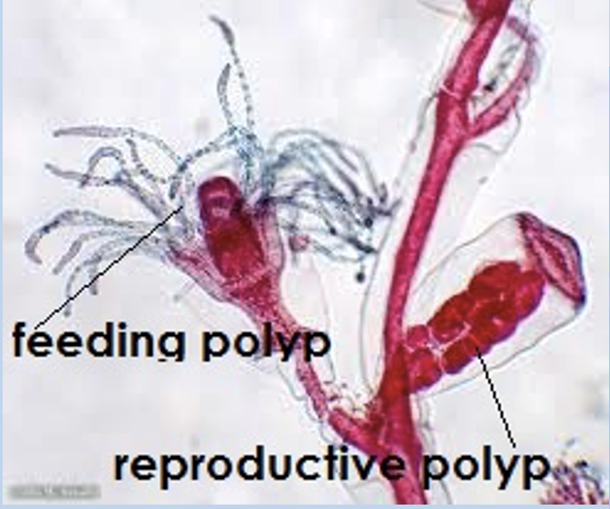 <p>One of the two body forms of Obelia (part of Cnidaria)</p><p>Polyp phases are <em>sessile</em>, and a colony of these resembles a tree. The colony has feeding and reproductive polyp. The feeding polyp is the wavy bristles on top and feeds (duh). The reproductive polyp gives rise to the medusa phase of the organism</p>