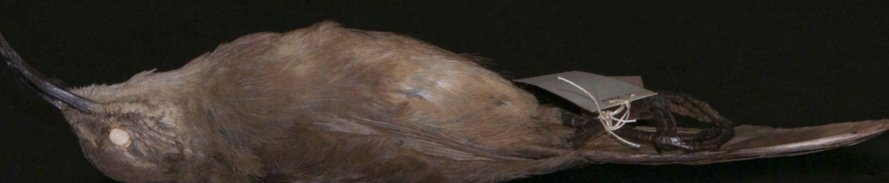 <p>California Thrasher </p>