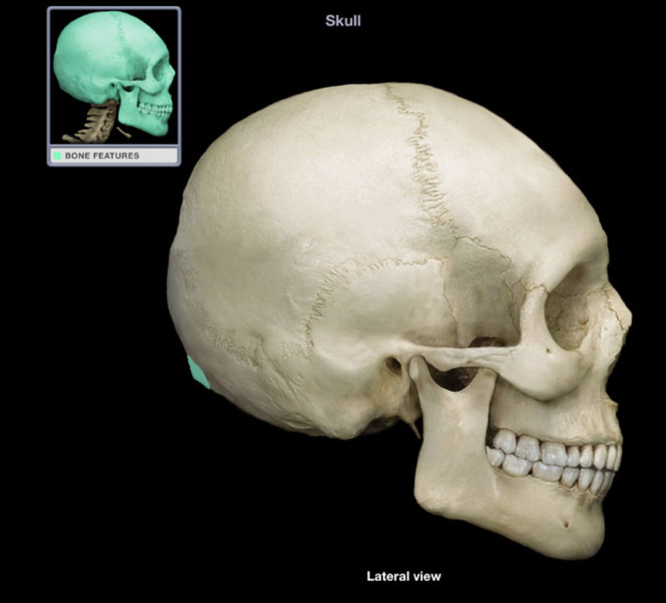 knowt flashcard image
