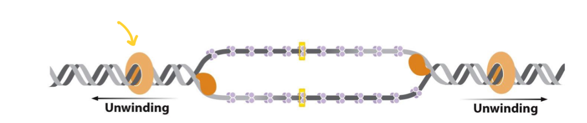 <p>what does the dna gyrase enzyme do during replication?</p>