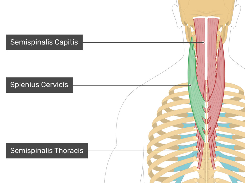 <p>Splenius Capitis and Cervicis Origin </p>