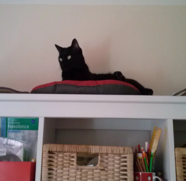 <p>Wo ist die schwarze Katze?</p>