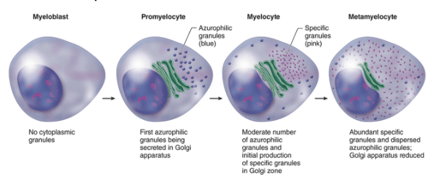 <p>How many mitotic divisions occur during neutrophil development?</p>