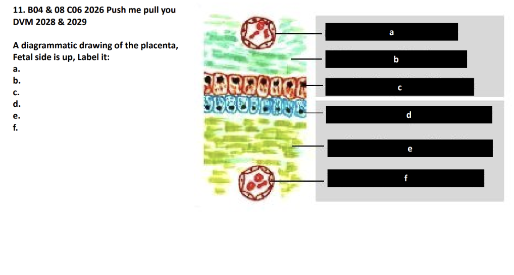 <p>A diagrammatic drawing of the placenta,</p><p>Fetal side is up, Label it:</p><p>a.</p><p>b.</p><p>c.</p><p>d.</p><p>e.</p><p>f.</p><p></p>