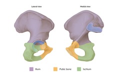 <p>What 3 bones make up the acetabulum?</p>