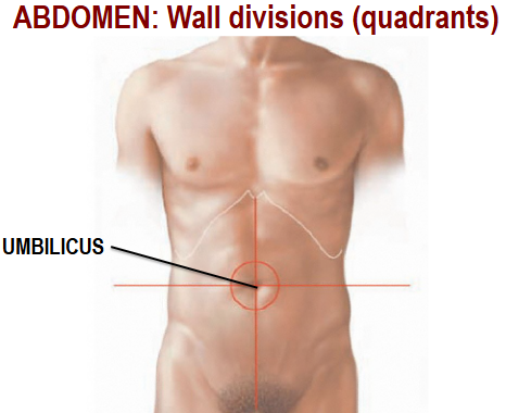 <p>Umbilicus</p>