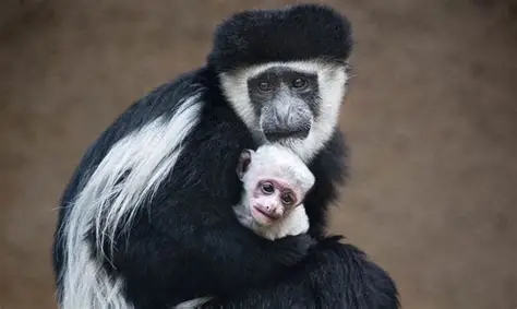 <p>Common Name: Colobus</p><p>Suborder: Haplorhini</p><p>Order: Primates</p><p>Family: Cercopithecidae</p>