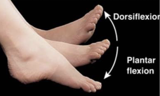 <p>pointing the foot downward</p>