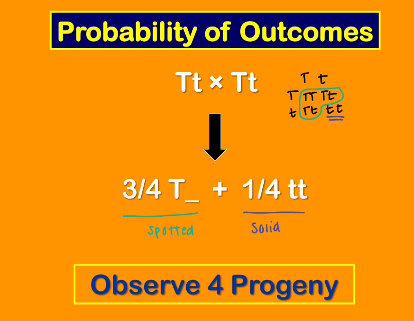 <p><strong>Probability of Outcomes </strong></p><ul><li><p>Determine the probabilities of events occuring in a punnet square </p><ul><li><p>Observe ___ Progeny </p></li></ul></li></ul><p></p>
