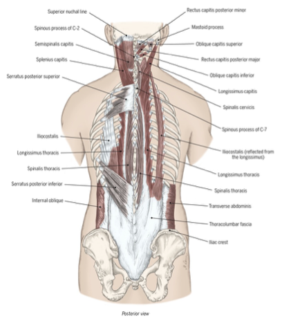 <p>to positon, align, and stabilize the trunk</p>