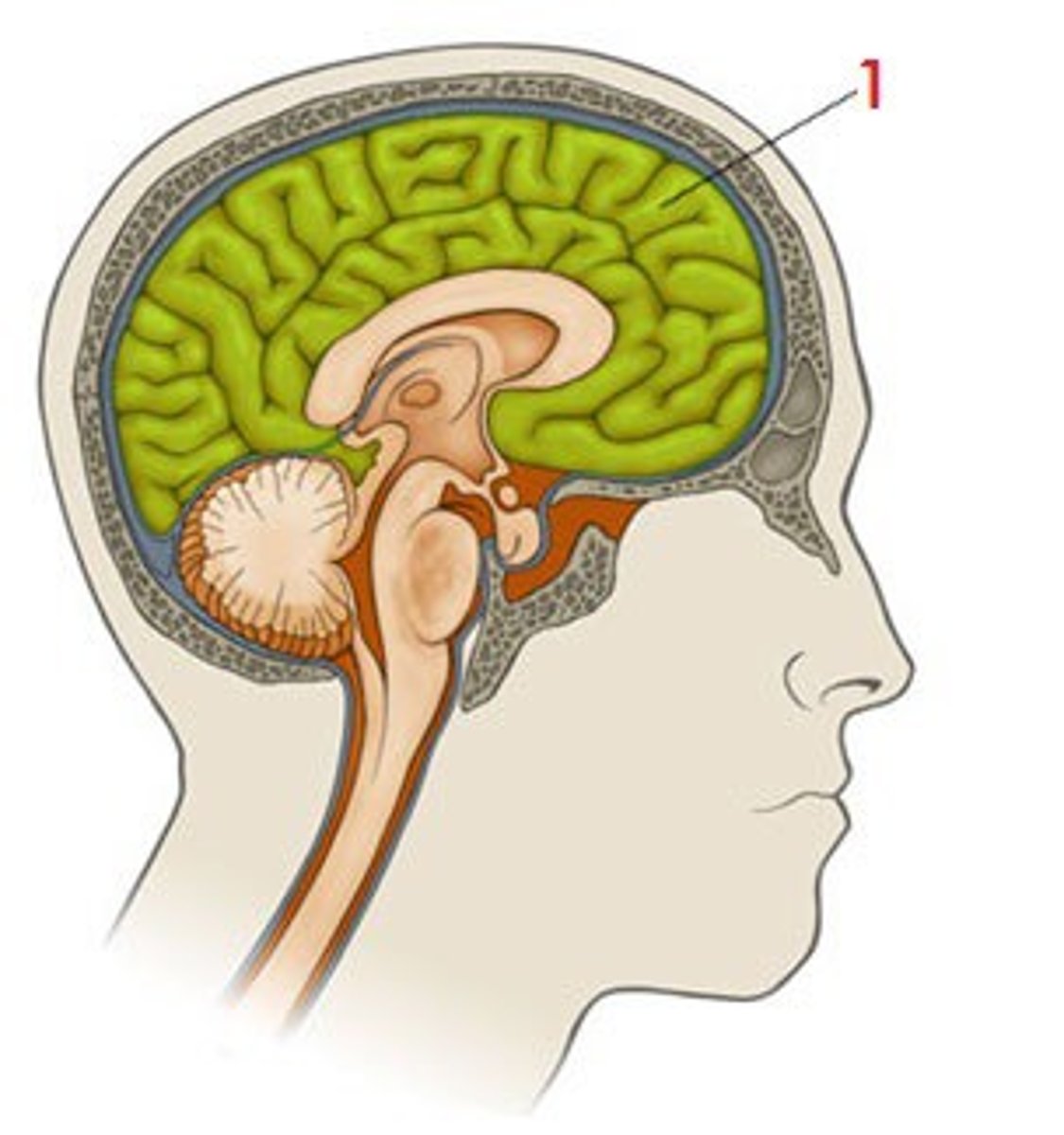 <p>It is large, is the dominant brain structure, with many folds and crevices enveloping the diencephalon.</p>