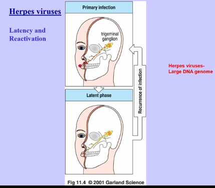 <p>Herpes Virus </p>