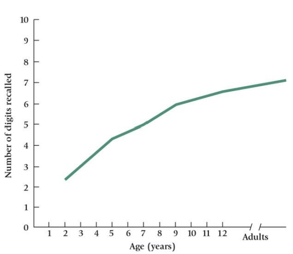 <p>Development of Short-Term Memory</p>