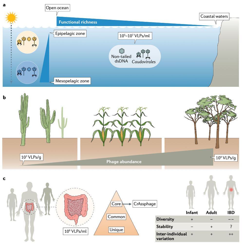 <p>Phages<strong> shape the taxonomic and functional composition</strong> of microbial communities as well as their stability</p><p>VLP = virus-like particle</p><p><em><u>→ indirectly interfere w nutrient cycling in nature</u></em></p>