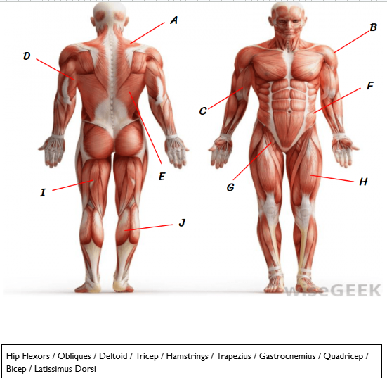 <p>Name the muscles</p>
