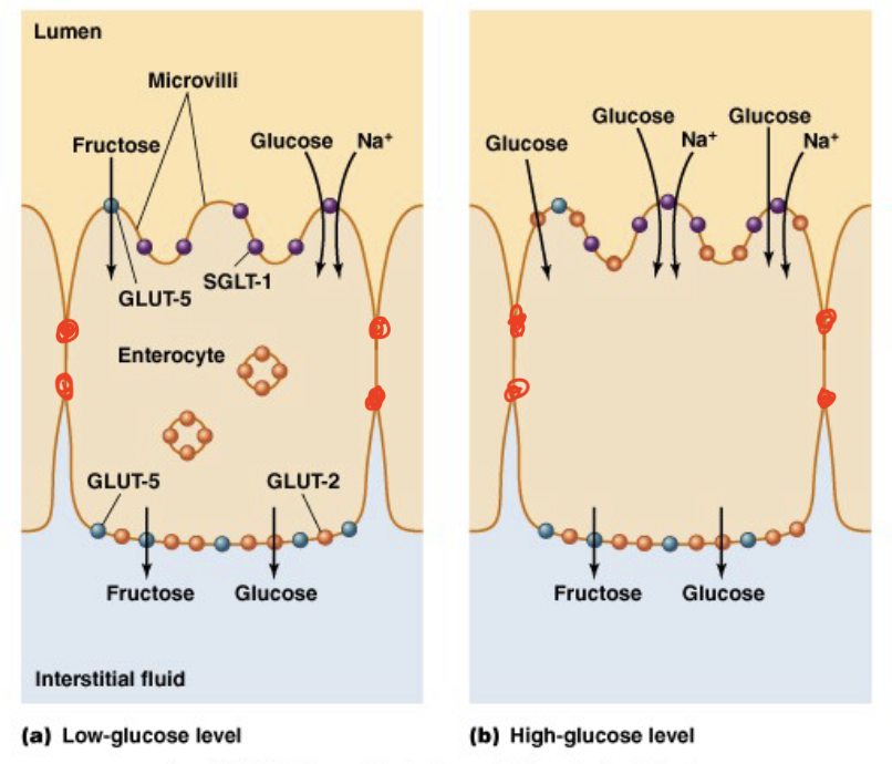 <ul><li><p>diffusion</p><ul><li><p>small, lipophilic things and water (osmosis)</p></li></ul></li><li><p>mediated transport</p><ul><li><p>most ions and nutrients (selective)</p></li><li><p>specificity, affinity, saturation, competiton</p></li></ul></li><li><p>transcytosis</p><ul><li><p>larger peptides and some fats</p></li></ul></li></ul><p>tight junctions between epithelial cells (sealed off)</p>