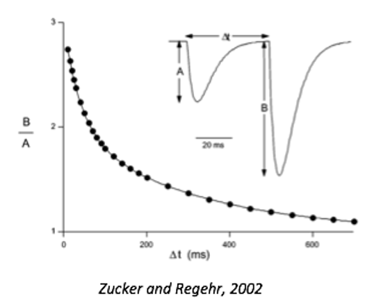 <p>paired pulse facilitation increases the EPSC, and shows a double exponential decay.</p>