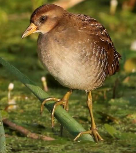 <p>Sora</p>