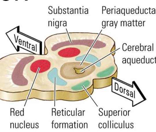 <ul><li><p>The tegmentum is mainly involved in <strong>motor functions</strong>.</p></li><li><p> ex.) species -typical behaviours, such as <strong>mating &amp; fighting</strong></p></li><li><p>Contains structures including the <strong>substantia nigra, red nucleus, reticular formation, Ventral Tegmental area , and periaqueductal gray</strong>.</p></li></ul><p></p>