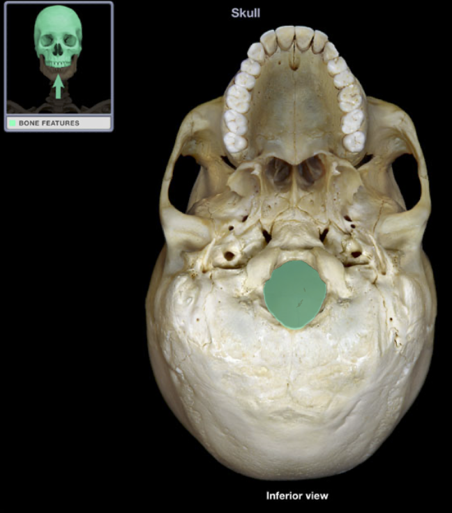 <p>(skull) Hole where spinal vertebrae connects with skull, inside the skull</p>