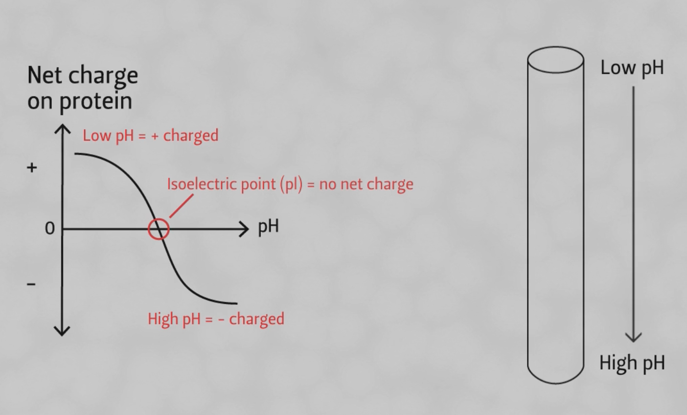 <p>The pH in which all charges on the amino acids of the protien become balanced, making an overall met charge of the protien as zero.</p><p>Used during the first step of 2D gel electrophorises, and this feature is used to accomplish Isoeletric focusing. instead of the agarose gel is poured in a tube or skinny strip with a pH gradient along its length, making the pH of the gel low at one end and high at the other. The sample will be applied along the length of the gel. Each protien will become electrically charged depending on the pH of the gel surrounding it.</p><p>al electric field is applied across the length of the gel</p><p>Since the pH varies along the gel, charge on each protien changes as it migrates. Remember that side chains will lose protons as protines move to higher pH and gain protons as it moves to a lower pH. Eventually each protien will reach its isoelectric point (have a net charge of 0). Once they have no net electric field, they will not move in an electric field, even if the power supply is re-connected. </p><p>Some protiens may have the samd pI, so a second gel is used. This gel will seperate protiens based on size (molecular weight) and is called an SDS-PAGE gel</p>
