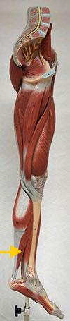 <p>Soleus</p>