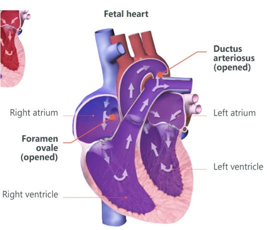 <ul><li><p><span style="color: red;">opening between RA and LA</span></p></li><li><p>oxygenated blood bypasses fetal lungs</p></li><li><p>alows oxygenated blood from placenta (mother) to pass directly into LA</p></li></ul><p></p>