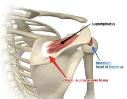 <p>Greater tubercle of humerus</p><p>ABDUCTION of arm (lateral raise); Stabilizes glenohumeral joint</p>