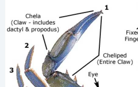<p>chela and cheliped </p>