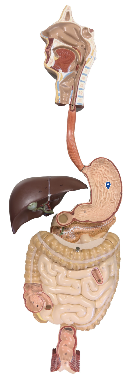 <p>Name this region of the stomach/</p>