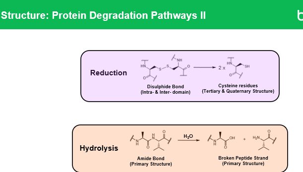 <p>Reduction is a chemical reaction that <strong>breaks disulfide bonds (-S-S-)</strong> between cysteine residues in a protein. This can:</p><ul><li><p>Alter the protein’s <strong>3D structure</strong></p></li><li><p>Reduce <strong>stability</strong></p></li><li><p>Promote <strong>aggregation</strong> if exposed thiols interact abnormally</p></li></ul><p></p><p></p><p><span style="color: blue;">Disulfide bonds broken → protein loses structural support → unfolds → aggregates</span></p>