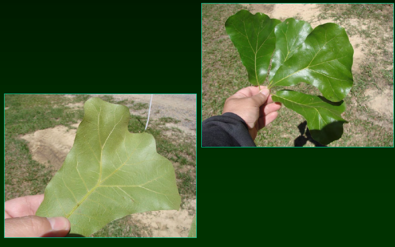<p>•</p><p>Dry soils</p><p>•</p><p>Key Characters:</p><p>•</p><p>Very thick, glossy leaves</p><p>•</p><p>Pandurate leaves</p><p>•</p><p>Leaf lobes bristle-tipped</p><p>•</p><p>Rusty tomentose underneath</p>