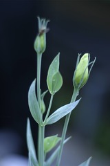 <p>budding</p>