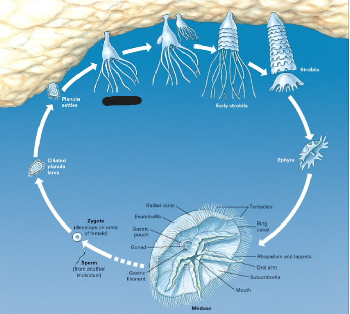 <p>What life stage of Aurelia is this?</p>