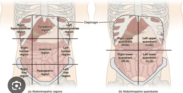 <p>Abdominopelvic Cavity</p>