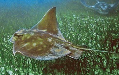 <p>SOUTHERN EAGLE RAY </p>